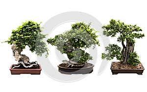 Three Bonsai tree isolated on white