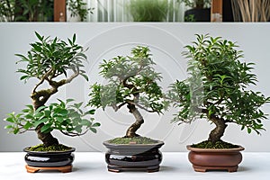 Three bonsai trees in pots on a white surface