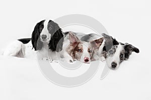 Three border collie dogs in studio