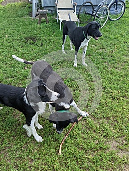 Three Border Collie Mutts playing together in the yard