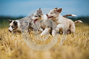 Three border collie puppies running in a stubblefield