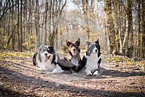 Three border collies are lying in forest on the road.
