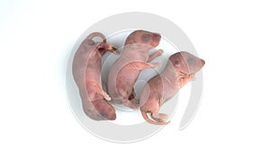 Three born mouse on white background