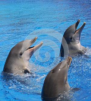 Three Bottlenosed Dolphins playing in water