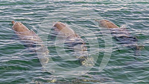 Three bottlenose dolphins swimming and one spouting through its blowhole in the Rockingham Sea, Western Australia