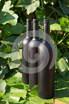 Three bottles of black on the background of grape leaves, in the leaves, on the street. vineyard in the countryside. natural