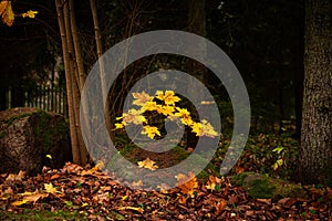 Three bowlders and yellow maple tree at sunny fall day.