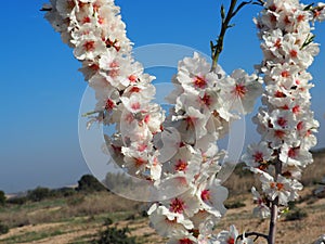 Three branches of almond tree in flowering, Lerida, Spain, Europe