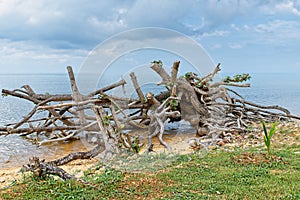 Three branches on the beach