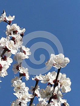 Three branches of a blooming white Apple tree against a blue sky with free space for text