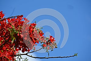 Three branches of the flame tree, in blossom