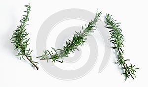 Three branches of rosemary on a white background. Copy space
