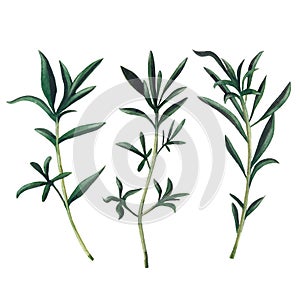 Three branches of santoreggia isolated on white background.  Watercolor illustration