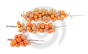 Three branches of sea buckthorn berries isolated on white background