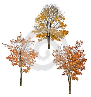 Three bright autumn maples cutout on white photo