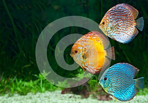 Three bright discus in aquarium