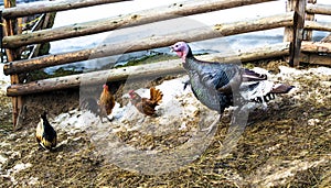 Three bright, multicolored roosters and big turkey in the barnyard