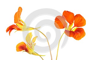 Three bright orange flowers of Tropaeolum majus or nasturtium isolated on white background