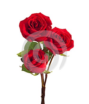 Three bright red Roses isolated on white background