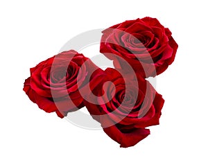 Three bright red roses on white background