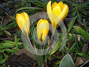 A small crocus family of three bright yellow flowers