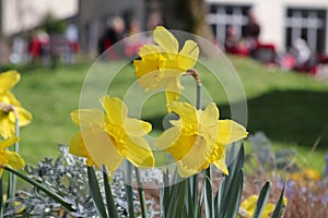 Three bright yellow daffodils transparently backlit by the sun