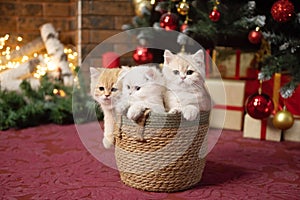 Three British chinchilla kittens are sitting in a basket under a Christmas tree with gifts