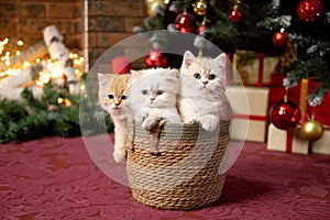 Three British chinchilla kittens are sitting in a basket under a Christmas tree with gifts