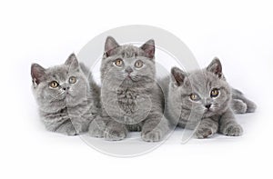 Three British kitten