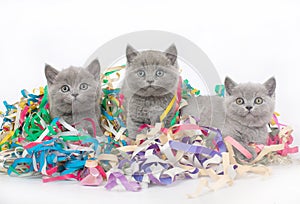 Three British kitten with Christmas tinsel.