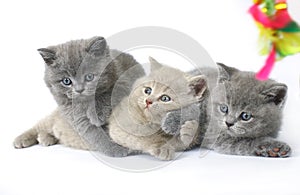 Three British kittens