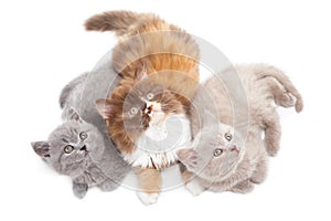 Three British kittens