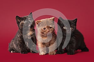 Three british kittens