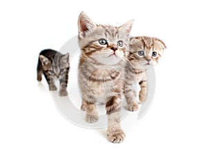 Three british kittens on white
