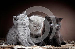 Three british short hair kittens