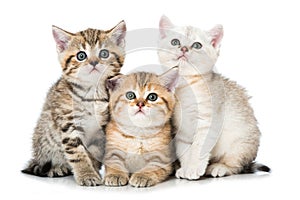 Three british shorthair kitten on white background