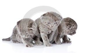 Three british shorthair kittens. isolated on white background