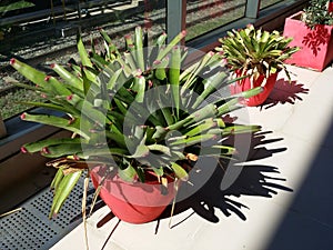 three Bromeliad ornamental plant with full healthy green leaves in red concrete pot