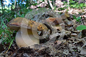 Three Bronze Cep mushrooms in a row