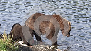 Three brown bear cub - wild beast marauders loot equipment fisherman on river bank