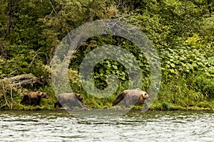 Three brown bear Ursus arctos beringianus walking near the lake. Kamchatka, Russia