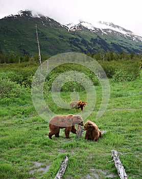 Three brown bears in Alyeska
