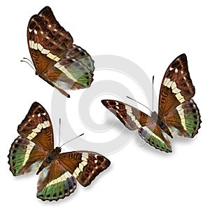 Three brown butterfly