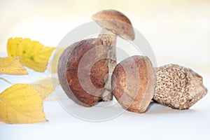 Three brown cap boletus and twig of birch