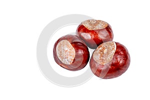 Three brown chestnuts, fresh clean autumn conkers isolated on white background, closeup. Collecting chestnuts for health care
