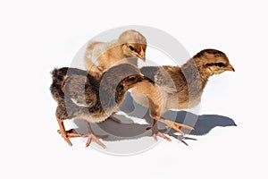 Three brown chicken chicks, two weeks old. Small brown chickens with shadow isolated on white background. Three chicks run