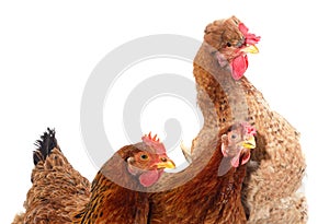 Three brown chickens