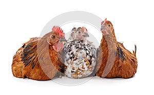 Three brown chickens