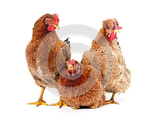 Three brown chickens