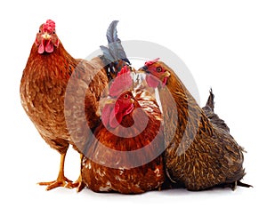 Three brown chickens